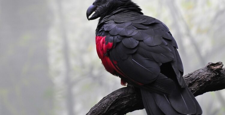 Dracula Parrots are the Coolest Bird You’ve Never Heard Of